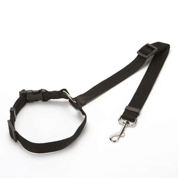 Pup Cruising Belt